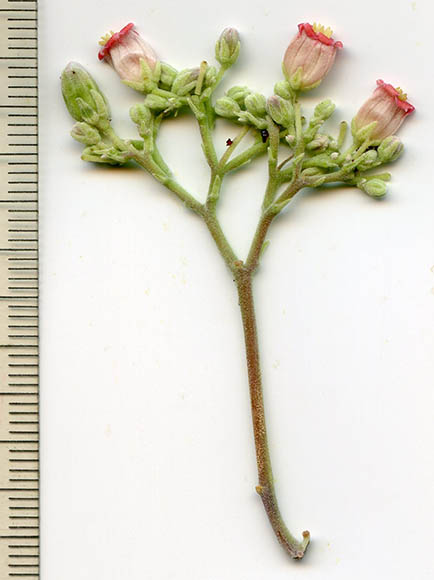  Jatropha cinerea